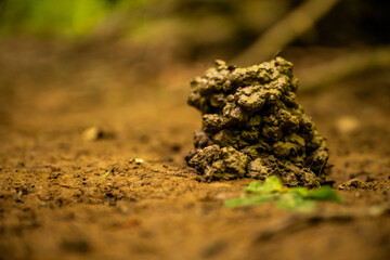 Obraz premium Mud Pile Marks The Entrance To Tunnel Along Trail