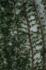 Climber tree on the wall