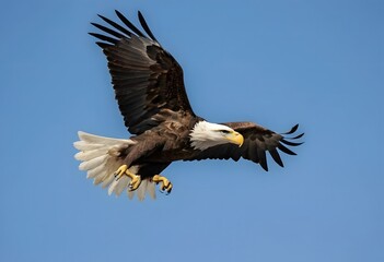 Fototapeta premium american bald eagle is flying in the blue sky AI Generated