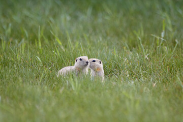 Secrets Between Prairie Dogs