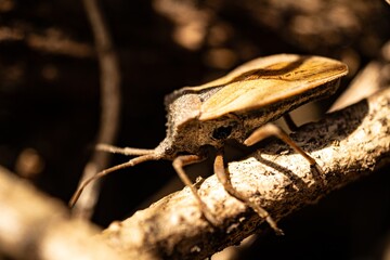 Macro photo Bed Bug