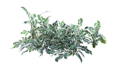 rosemary isolated on white