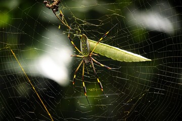 spider on web