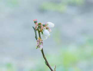 Blueberry Flower Close Up Outdoors