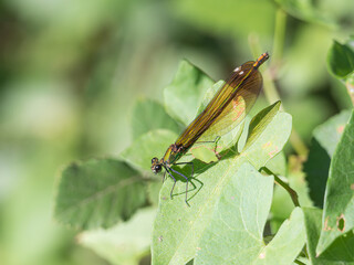 Dragonfly Perched on Leaf in Sunlight Close Up