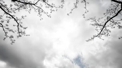 Obraz premium Tree with white flowers against a blue sky in a natural outdoor setting