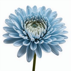 Obraz premium Single Light Blue Gerbera Daisy Flower on White Background