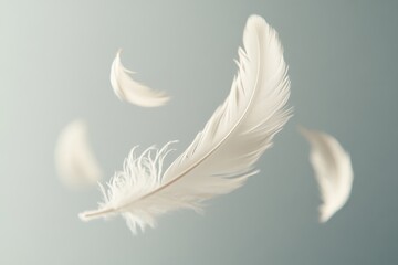 Obraz premium Floating white feathers, soft background, serenity, design