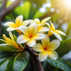 Fototapeta premium Radiant Plumeria Blossoms in Sunlight