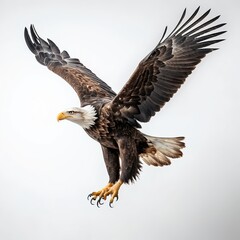 Obraz premium Majestic Bald Eagle in Flight