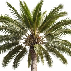Fototapeta premium Lush Green Palm Tree Isolated on White