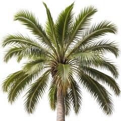 Fototapeta premium Isolated Tropical Palm Tree on White Background