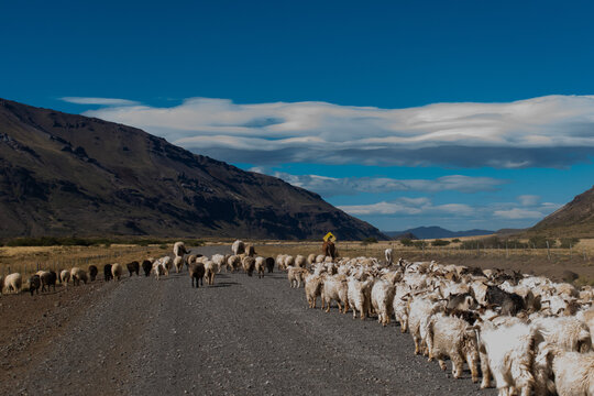 animales siguiendo su camino