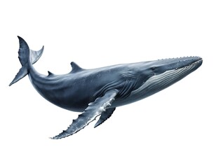 Humpback Whale Underwater View