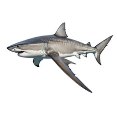 Fototapeta premium Tiger Shark Swimming in Ocean