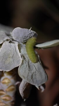 Oruga verde comiendo de una hoja de suculenta casi seca