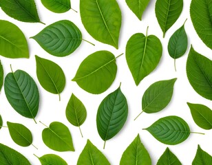 Green Leaves Pattern on White Background