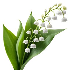 Lily of the Valley Bouquet