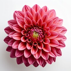 Pink Dahlia Flower Blossom Overhead View