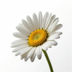 Naklejka premium Single White Daisy Flower on White Background