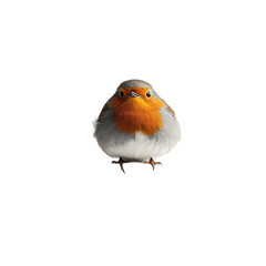 Obraz premium Cute robin bird, front view, studio shot, for nature, education, or social media