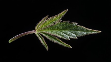 Close-up of a green leaf with serrated edges and hairy texture on black background
