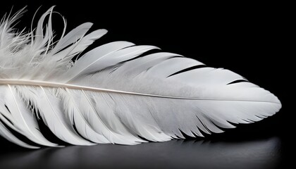 Naklejka premium Single White Feather on Black Background