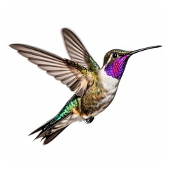 Obraz premium Here's a and keywords for your hummingbird stock photoHummingbird in Flight, Isolated on White