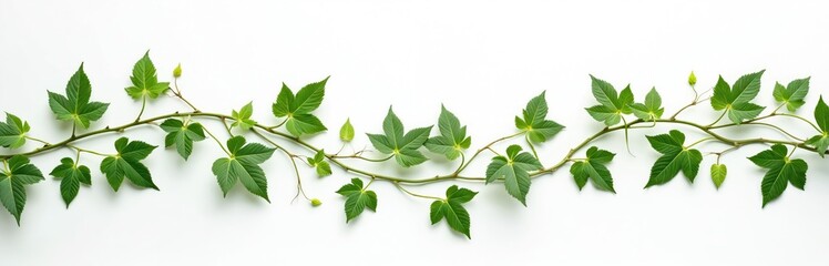 Green vine with leaves isolated on white background. Ornamental hanging plant. Cut-out climber branch. Summer tropical fresh ivy. Decorative natural climbing tree foliage. Rainforest botany green