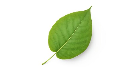 Obraz premium Single Green Leaf Isolated on White Background