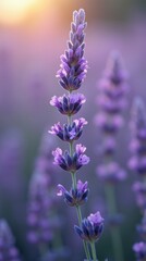 Fototapeta premium A close-up of a lavender sprig with small purple flowers
