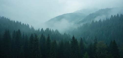 Fototapeta premium Misty forest landscape with dark green coniferous trees, foggy mountain. Minimal nature photo. Aerial view of coniferous tree tops in mist. Serene scenic natural background, tranquil wilderness,