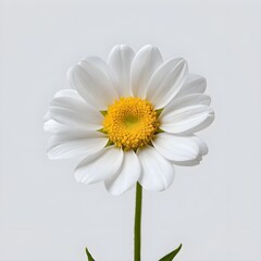 Naklejka premium Single White Daisy Flower on White Background
