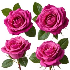Naklejka premium Four Pink Roses Isolated on White