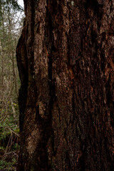bark of a tree