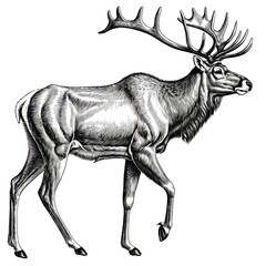 Fototapeta premium Majestic Elk in Black and White