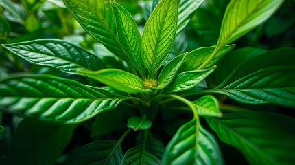 Lush Green Foliage: A Close-Up of Vibrant Leaves