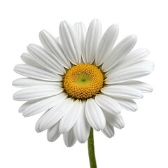 Fototapeta premium Single White Daisy Flower Isolated on White Background