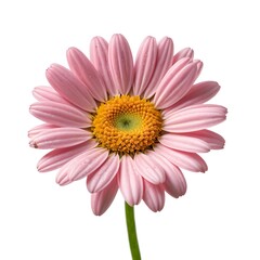 Obraz premium Pink Marguerite Daisy Flower Isolated on White