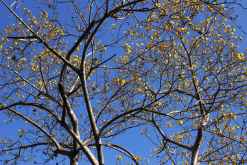 Golden Tree flowers on the blue sky background, Silver Trumpet Tree, Tree of Gold, Yellow flowers, Handroanthus chrysanthus