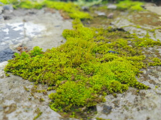 Moss green texture. Moss background. Green moss on the wall