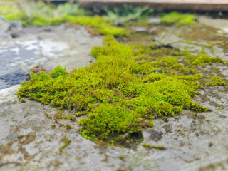 Moss green texture. Moss background. Green moss on the wall