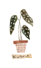 Begonia plant in pot hand drawn watercolor pencil illustration. Cute textured painting. Nice for stickers, postcards, posters, designs