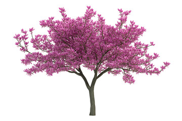 Obraz premium Pink Magnolia Tree Blossoms in Spring, Nature's Beauty in Full Bloom Outdoors
