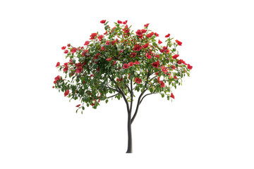 Obraz premium Red Hibiscus Tree Blooms Abundantly in Summer's Sun, Vibrant Floral Display in Nature's Garden