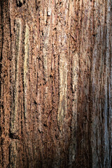 Close-up of a Tree Trunk in a Chinese Forest