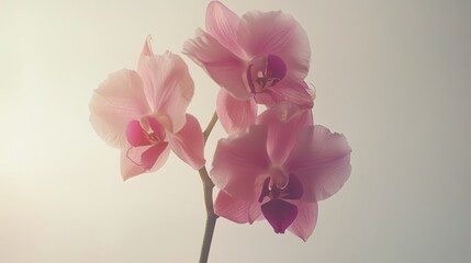 Obraz premium Professional macro photography of an elegant Phalaenopsis orchid, multiple cascading blooms in gradient pink from deep magenta centers to blush edges, delicate ruffled petals with crystalline