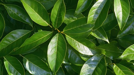 Obraz premium lush green leaves background texture