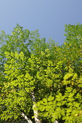 green leaves in the garden