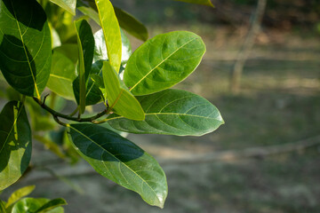 The green Jack fruit leaves are especially used as animal feed